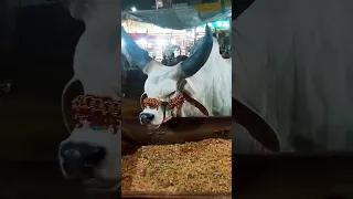 Biggest Chand Bail Cattlemarket Shorts Cow Chandbail Bull Cattle Short Viral Trending 