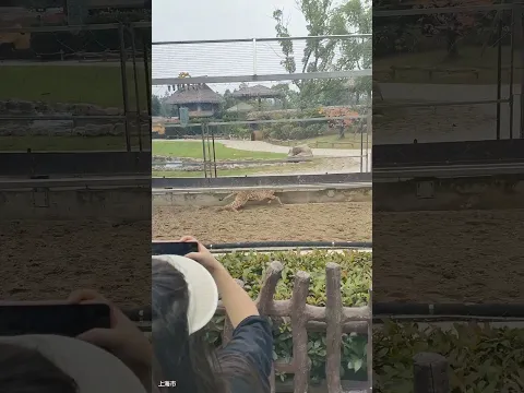 Cheetah Zoo Footage 动物园实拍 猎豹追逐瞬间 #animals 【跟着图尔去旅行】