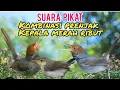 Download Lagu Suara pikat Prenjak kepala merah ribut 