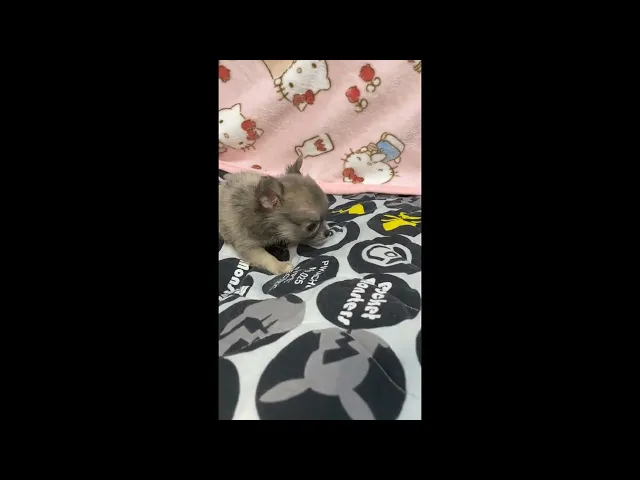 動画