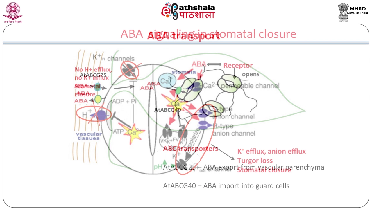 Abscisic acid