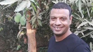 مباشر من جزيرة الموز بالاقصر  مباشر من جزيرة الموز بالاقصر