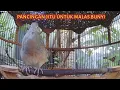 Download Lagu Perkutut lokal gacor suara nantang bikin lawan emosi.