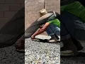 Snakeproofing prep