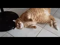 Download Lagu Kedi haydar 🟠 mutluluk garanti😂