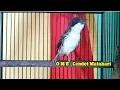 Download Lagu cukup 3 Menit jadikan CENDET MATAHARI  atau CUCAK MATAHARI nyaut GACOR dan NEMBAK