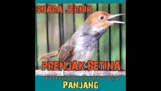 Download ngentir panjang!Masteran PRENJAK BETINA,materi yg sedang viral paling dicari!!!@kancanekicaumania​ MP3