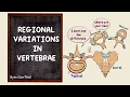 Regional Variations in Vertebrae The vertebral column Osteology Anatomy Doodles