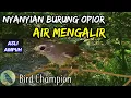 Download Lagu Nyanyian Opior Jawa dan Suara Air Mengalir Ampuh Buat Pancingan Opior dan TERAPI BURUNG OPIOR