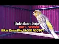 Download Lagu Kenari Gacor Cuit cuit Ngerol TAJAM, TERAPI AMPUH Kenari MACET, Pancingan Kenari Paud Belajar Bunyi,