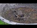 Robbin Bird Bath - Spring in Minnesota