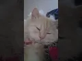 sleep cutecat cat#cat #pets #viralvideo #cat #beautiful #bella #mashallah