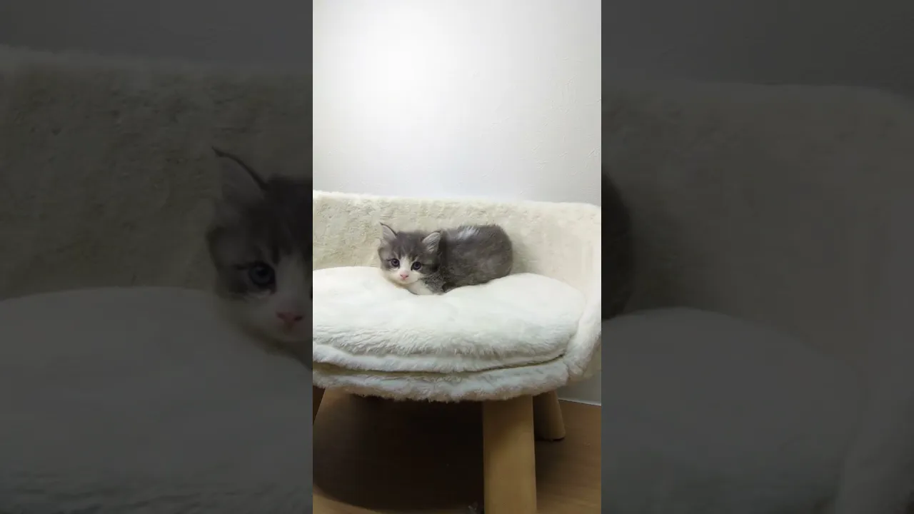 動画
