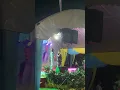 Jinbara - Hilang Feat Yabang d'rimba jingga Fiesta Laksa Malaysia Di Batu Maung 