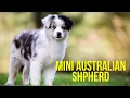 Mini Australian Shepherd - Top 10 Facts Pros and Cons of a Mini Aussie Dog