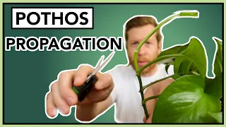 How to PROPAGATE Pothos in Water Houseplant How to Ep 24