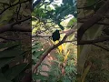 Download Lagu Suara burung Ciung Batu Ternyata Menakutkan