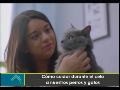 Cómo cuidar durante el celo a nuestros perros y gatos