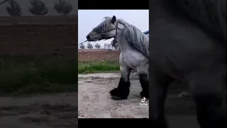 مستحيل تصدق ان دا أجمل حصان في العالم 