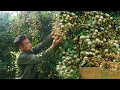 Download Lagu The Pig Farm Expanded Rapidly,Harvest Longan From The Orchard \u0026 Bringing Them To The Market For Sale