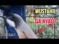 Download Lagu Suara Cendet Gacor TOET TOET biangnya bikin cendet jenis apapun langsung nyaut emosi ikutan bunyi