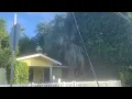Download Lagu Largest pindo palm I’ve ever seen (Sawtelle, Los Angeles)