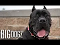 Cane Corsos - The 10 000 Dogs Of War BIG DOGZ