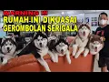 Download Lagu WARNING !!! RUMAH INI DIKUASAI SERIGALA BERBULU SIBERIAN HUSKY