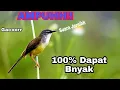 Download Lagu Suara Pikat Burung Ciblek Tebu Cici meong !!!AMPUH JAMIN
