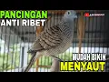 Download Lagu PERKUTUT LOKAL GACOR PANCINGAN PALING AMPUH BIKIN CEPAT NYAUT KONTAN 