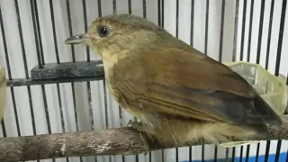 suara flamboyan gacor masteran terbaik tembakan rapat bren untuk isian murai batu pleci ciblek