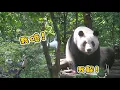 Download Lagu 25.07.10 叶子为了躲爷爷水枪，真的是800个心眼子‼️