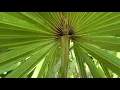 Saw Palmetto Cabbage Palm Plant ID - Learn the Difference