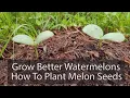 How to Plant Watermelon Seeds for Bigger Better Fruit - Surprising Organic Gardening Secrets