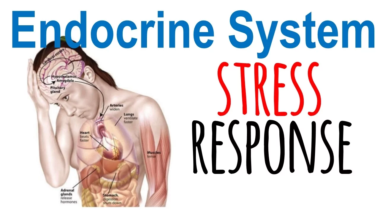 Stress response physiology