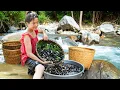 Download Lagu Cute Puppy Adventure Mussels Catching \u0026 Harvesting 100kg Potatoes for Market Sale! | Ly Tieu Lam