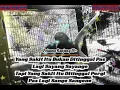 Download Lagu setori wa terbaru 2020 kejam nya percintaan