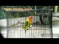 LOVEBIRD RASA KENARI