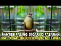 Download Lagu GAK PAKE JUTAAN !! PALING BANYAK DICARI BEGINI KALO SUDAH GACOR CILILIN AJA LEWAT 
