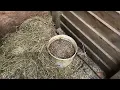 Warning about horse licks