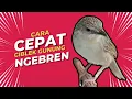 Download Lagu Ciblek Gunung Ngebren Rapet Untuk Masteran Suara Jernih