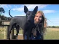 THE XOLO DOG - SCARY OR BEAUTIFUL