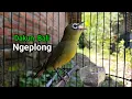 Download Lagu Het geluid van Pleci Dakun Bali Ngeplong