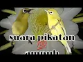 Download Lagu suara pikat \u0026 masteran  kecial lombok
