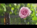 Relax and Rejuvenate at The Rose Spa Saltlake Top Spa in Kolkata for Luxurious Massage Therapy