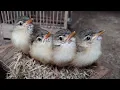 Download Lagu Suara Anak Burung Prenjak Sawah Klik Klik