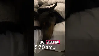 #fypシ #Fyp #Dream #doberman #pets