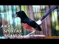 Download Lagu Murai BAtu Tembakannya Membuat Murai LAIN spontan On Fire ~ aa idoet channel