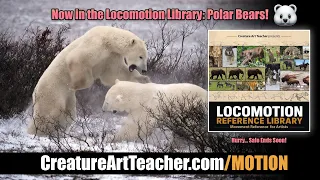 NEW Polar Bear Reference Added! 🐻‍❄️