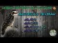 Download Lagu 🔴 MASTERAN PLATUK SAMPIT | BERAS SUPER JERNIH +TERAPI AIR #masteranplatuk #masteran_murai